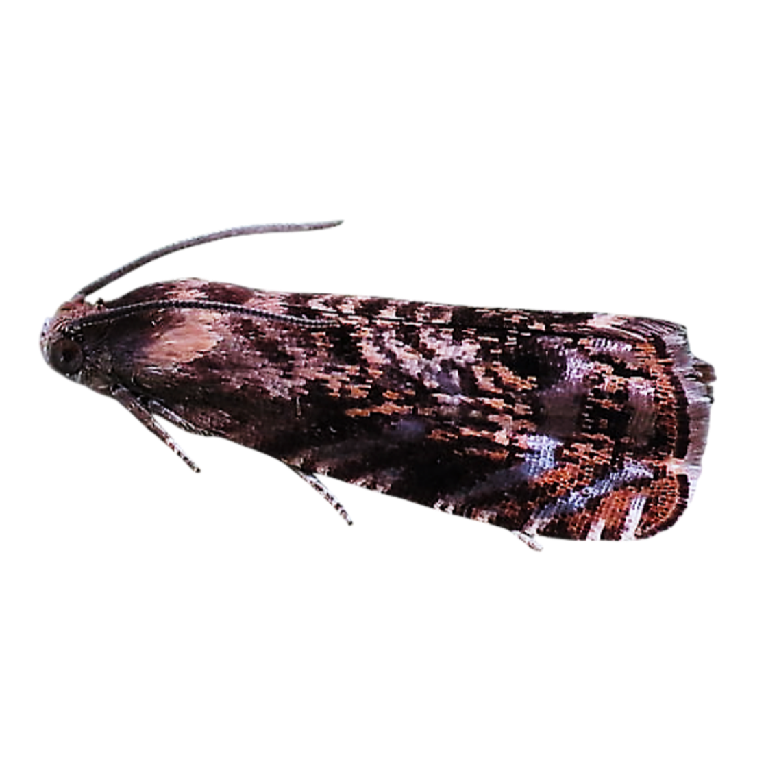 Grapholita prunivora